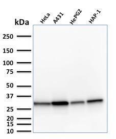 Western blot analysis of human HeLa, A431, HePG2, and HAP1 cell lysates using Anti-MTAP Antibody [MTAP/1813]