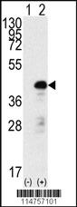 Anti-SOX2 Rabbit Polyclonal Antibody