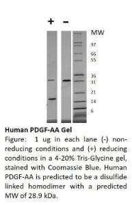 Human recombinant PDGF-AA (from <i>E. coli</i>)