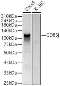 Western blot analysis of variou