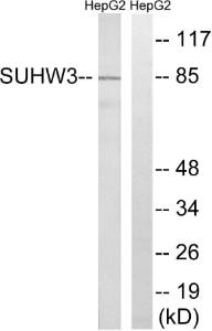 Anti-ZNF280C antibody