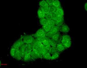 Antibody A304778-200 200 µg