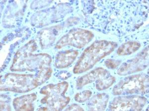 Immunohistochemical analysis of formalin-fixed, paraffin-embedded human kidney using Anti-FGF23 Antibody [FGF23/4162]