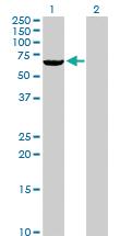 Anti-RIOK3 Rabbit Polyclonal Antibody