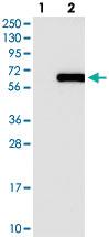 Anti-RFTN2 Rabbit Polyclonal Antibody