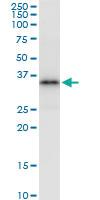 Anti-DUSP12 Rabbit Polyclonal Antibody