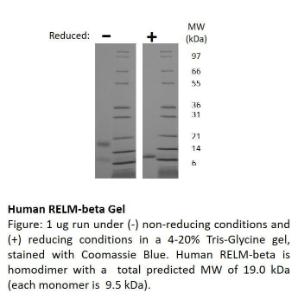 Human recombinant RELM-beta (from <i>E. coli</i>)