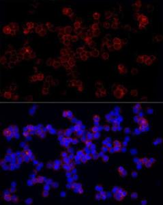 Immunofluorescence analysis of Daudi cells using Anti-LILRB1 Antibody (A309851) at a dilution of 1:100 (40x lens). DAPI was used to stain the cell nuclei (blue).