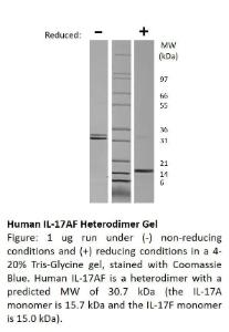 Human recombinant IL-17AF (from <i>E. coli</i>)