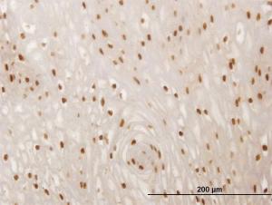 Anti-SMAD6 Mouse Monoclonal Antibody [clone: 4F3]