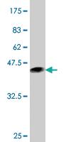 Anti-RXRA Mouse Monoclonal Antibody [clone: 4D6]