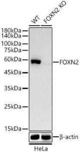 Western blot analysis of extracts from wild type (WT) and FOXN2 knockout (KO) HeLa(KO) cells, using Anti-FOXN2 Antibody [ARC58450] (A309852) at 1:1,000 dilution