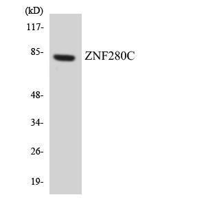 Western blot analysis of the lysates from HeLa cells using Anti-ZNF280C Antibody