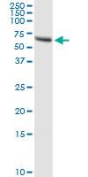 Anti-ZNF232 Polyclonal Antibody Pair