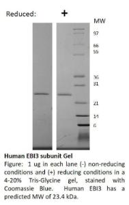 Human Recombinant EBI3 subunit (IL-27/IL-35) (from <i>E. coli</i>)