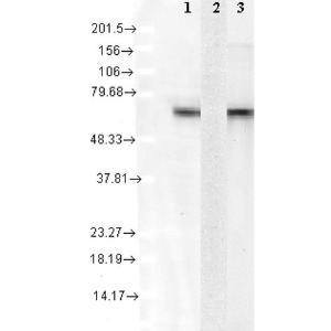 Antibody A304778-200 200 µg