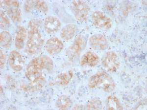 Immunohistochemical analysis of formalin-fixed, paraffin-embedded human kidney using Anti-FGF23 Antibody [FGF23/4163]