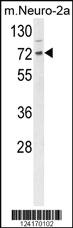 Anti-DNAJC2 Rabbit Polyclonal Antibody