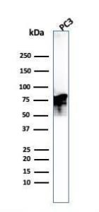 Anti-Moesin antibody