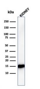 Western blot analysis of human kidney tissue lysate using Anti-FABP1 Antibody [FABP1/3482]