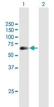 Anti-SPINT1 Mouse Polyclonal Antibody