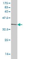 Anti-DCK Mouse Monoclonal Antibody [clone: 1D12]