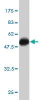 Anti-PALM2 Mouse Monoclonal Antibody [clone: 1A8]