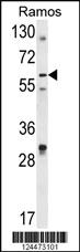 Anti-NGDN Rabbit Polyclonal Antibody