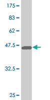 Anti-RXRA Mouse Monoclonal Antibody [clone: 1D7]