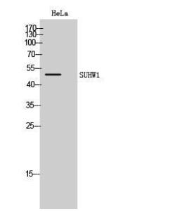 Western blot analysis of HeLa cells using Anti-ZNF280A Antibody