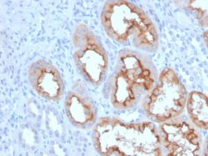 Immunohistochemical analysis of formalin-fixed, paraffin-embedded human kidney using Anti-FGF23 Antibody [FGF23/4163]