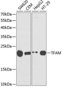 Western blot analysis of extracts of various cell lines, using Anti-mtTFA Antibody (A11492) at 1:1000 dilution