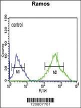 Anti-GSTP1 Rabbit Polyclonal Antibody