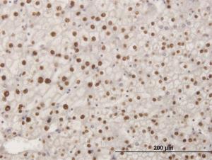 Anti-SMAD6 Mouse Monoclonal Antibody [clone: 2A6]