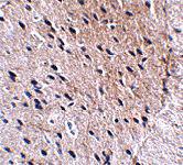 Anti-BORA Rabbit Polyclonal Antibody