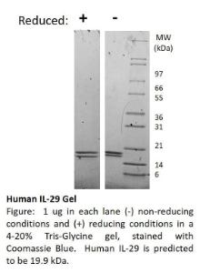 Human recombinant IL-29 (from <i>E. coli</i>)