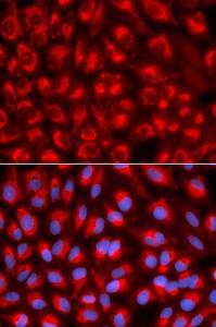 Immunofluorescence analysis of U2OS cells using Anti-mtTFA Antibody (A11492). DAPI was used to stain the cell nuclei (blue)