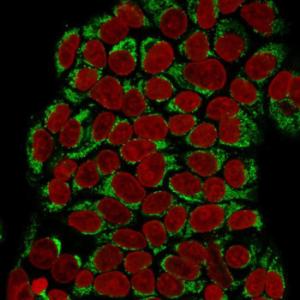 Immunofluorescent analysis of MCF-7 cells stained with Anti-GnRHR Antibody [F1G4] followed by Goat Anti-Mouse IgG (CFand#174; 488) (Green). The nuclear counterstain is RedDot (Red)