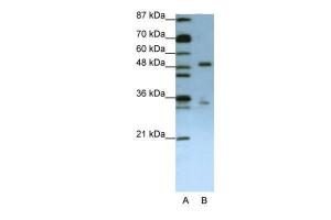 Antibody used in WB on Human Jurkat 1.25 µg/ml.