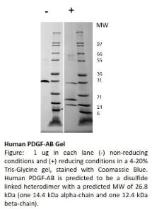 Human recombinant PDGF-AB (from <i>E. coli</i>)