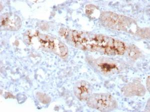 Immunohistochemical analysis of formalin-fixed, paraffin-embedded human kidney using Anti-FGF23 Antibody [FGF23/4166]