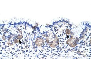 Antibody used in IHC on Human Stomach at 4.0-8.0 µg/ml.