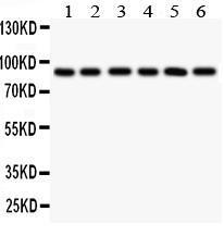 Anti-TLR1 Rabbit Antibody