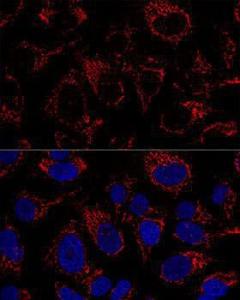 Confocal immunofluorescence analysis of U-2 OS cells using Anti-mtTFA Antibody (A11492) at a dilution of 1:100. DAPI was used to stain the cell nuclei (blue)