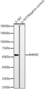 Antibody A309857-100 100 µl