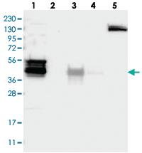 Anti-WDR31 Rabbit Polyclonal Antibody