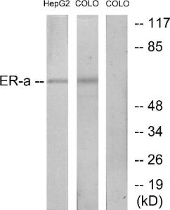 Western blot analysis of lysates from HepG2 and COLO cells, treated with EGF using Anti-Estrogen Receptor-alpha Antibody. The right hand lane represents a negative control, where the antibody is blocked by the immunising peptide.