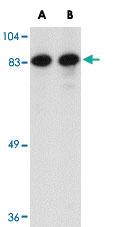 Anti-BORA Rabbit Polyclonal Antibody