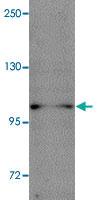 Anti-NLRP11 Rabbit Polyclonal Antibody