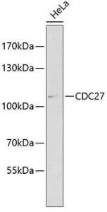 Western blot analysis of extracts of HeLa cells, using Anti-Cdc27 Antibody (A11494) at 1:1,000 dilution. The secondary antibody was Goat Anti-Rabbit IgG H&L Antibody (HRP) at 1:10,000 dilution.